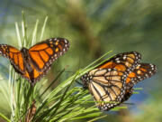 Butterflies land on branches at Monarch Grove Sanctuary in Pacific Grove, Calif., Wednesday, Nov. 10, 2021. The number of Western monarch butterflies wintering along California's central coast is bouncing back after the population reached an all-time low last year.