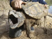 Male alligator snapping turtles can weigh 249 pounds.