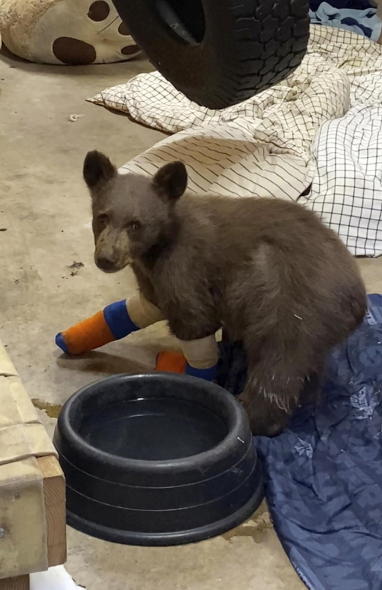 FILE - This July 31, 2021, file photo provided by Lake Tahoe Wildlife Care shows a bear cub that was taken in for treatment after it suffered burns in a California wildfire, to Lake Tahoe Wildlife Care in South Lake Tahoe, Calif. A private donor's pledge to match $500,000 in contributions for a $1 million expansion at a Lake Tahoe wildlife rescue center is bringing smiles back to staff and volunteers who've been on an emotional rollercoaster since the bear cub recovering from severe wildfire burns made a much-publicized escape back into the wild.