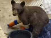 FILE - This July 31, 2021, file photo provided by Lake Tahoe Wildlife Care shows a bear cub that was taken in for treatment after it suffered burns in a California wildfire, to Lake Tahoe Wildlife Care in South Lake Tahoe, Calif. A private donor's pledge to match $500,000 in contributions for a $1 million expansion at a Lake Tahoe wildlife rescue center is bringing smiles back to staff and volunteers who've been on an emotional rollercoaster since the bear cub recovering from severe wildfire burns made a much-publicized escape back into the wild.