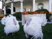 The two national Thanksgiving turkeys, Peanut Butter and Jelly, are photographed in the Rose Garden of the White House before a pardon ceremony in Washington, Friday, Nov. 19, 2021.