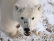 This 2020 photo provided by Polar Bears International shows a polar bear in Churchill, Manitoba, Canada during migration. At risk of disappearing, the polar bear is dependent on something melting away on our warming planet: sea ice.