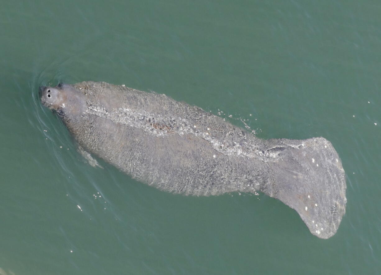 FILE - A manatee comes up for air is it swims in the Stranahan River, in Fort Lauderdale, Fla., on April 2, 2020.   More than 1,000 manatees have died in Florida so far in 2021, eclipsing a previous record as the threatened marine mammals struggle with starvation due to polluted waters.