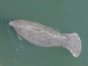 FILE - A manatee comes up for air is it swims in the Stranahan River, in Fort Lauderdale, Fla., on April 2, 2020.   More than 1,000 manatees have died in Florida so far in 2021, eclipsing a previous record as the threatened marine mammals struggle with starvation due to polluted waters.