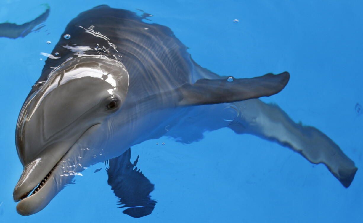 FILE - Winter the dolphin swims Aug. 3, 2011, at Clearwater Marine Aquarium in Clearwater, Fla. Winter starred in the "Dolphin Tale" movies has died at a Florida aquarium despite life-saving efforts by animal care experts. The Clearwater Marine Aquarium said the 16-year-old female bottlenose dolphin died Thursday, Nov. 11, 2021, while being treated for a gastrointestinal abnormality.