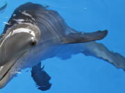 FILE - Winter the dolphin swims Aug. 3, 2011, at Clearwater Marine Aquarium in Clearwater, Fla. Winter starred in the "Dolphin Tale" movies has died at a Florida aquarium despite life-saving efforts by animal care experts. The Clearwater Marine Aquarium said the 16-year-old female bottlenose dolphin died Thursday, Nov. 11, 2021, while being treated for a gastrointestinal abnormality.