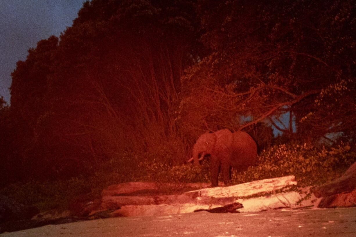 Lit by a red light, a rare forest elephant is photographed in Gabon's Pongara National Park forest, on March 11, 2020. Gabon holds about 95,000 African forest elephants, according to results of a survey by the Wildlife Conservation Society and the National Agency for National Parks of Gabon, using DNA extracted from dung. Previous estimates put the population at between 50,000 and 60,000 or about 60% of remaining African forest elephants.