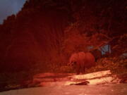 Lit by a red light, a rare forest elephant is photographed in Gabon's Pongara National Park forest, on March 11, 2020. Gabon holds about 95,000 African forest elephants, according to results of a survey by the Wildlife Conservation Society and the National Agency for National Parks of Gabon, using DNA extracted from dung. Previous estimates put the population at between 50,000 and 60,000 or about 60% of remaining African forest elephants.