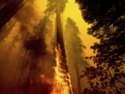 FILE - Flames burn up a tree as part of the Windy Fire in the Trail of 100 Giants grove in Sequoia National Forest, Calif., on Sept. 19, 2021. Sequoia National Park says lightning-sparked wildfires in the past two years have killed a minimum of nearly 10,000 giant sequoia trees in California. The estimate released Friday, Nov. 19, 2021, accounts for 13% to 19% of the native sequoias that are the largest trees on Earth.