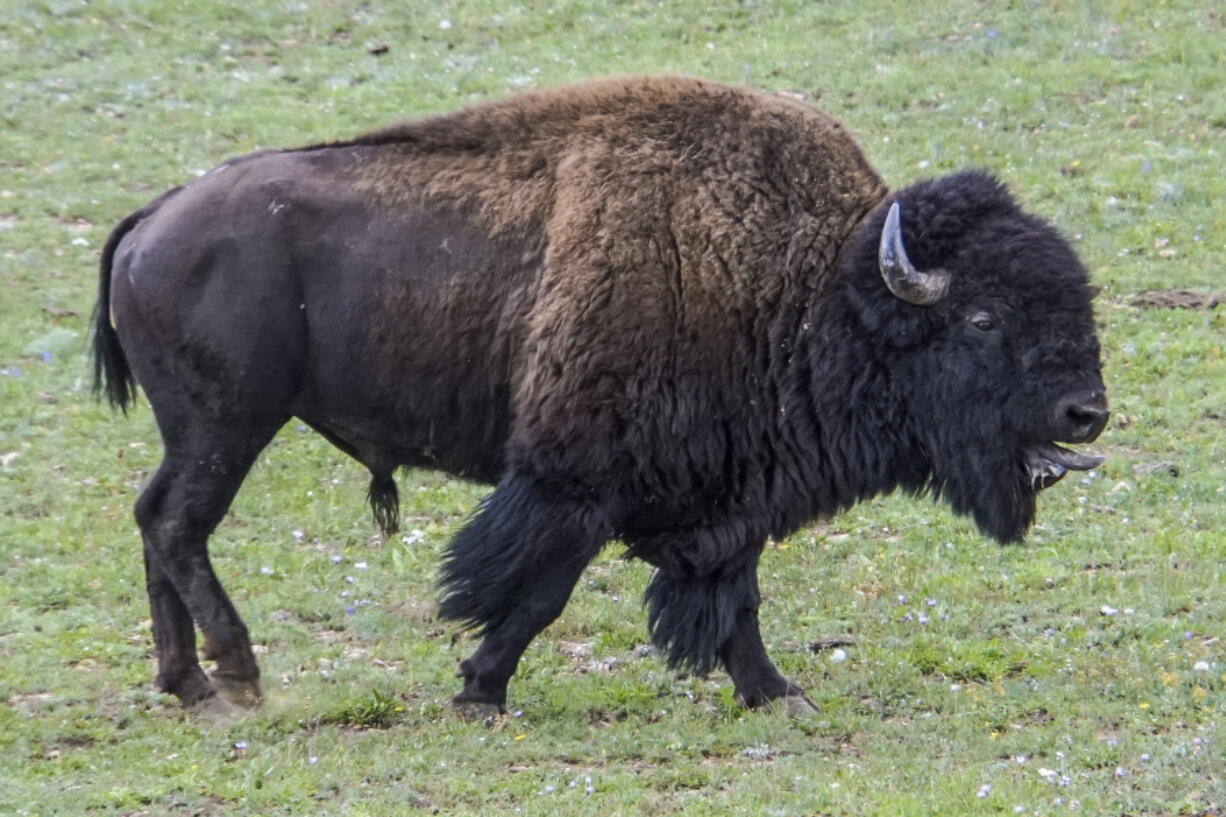 In this photo provided by Grand Canyon National Park, an adult bison roams near a corral at the North Rim of the park in Arizona, on Aug. 30, 2021. Officials at the Grand Canyon have been working to remove hundreds of bison from the North Rim, using a mix of corralling and relocating the animals, and a pilot project this year to allow select skilled volunteers to shoot certain bison.