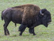 In this photo provided by Grand Canyon National Park, an adult bison roams near a corral at the North Rim of the park in Arizona, on Aug. 30, 2021. Officials at the Grand Canyon have been working to remove hundreds of bison from the North Rim, using a mix of corralling and relocating the animals, and a pilot project this year to allow select skilled volunteers to shoot certain bison.