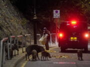 Wild boars eat bread as baits fed by officers from the Agriculture, Fisheries and Conservation Department in Hong Kong, Wednesday, Nov. 17, 2021. Hong Kong authorities this week captured and euthanized seven wild boars to reduce their numbers in urban areas, following an increasing number of boar attacks and after one bit a policeman last week.