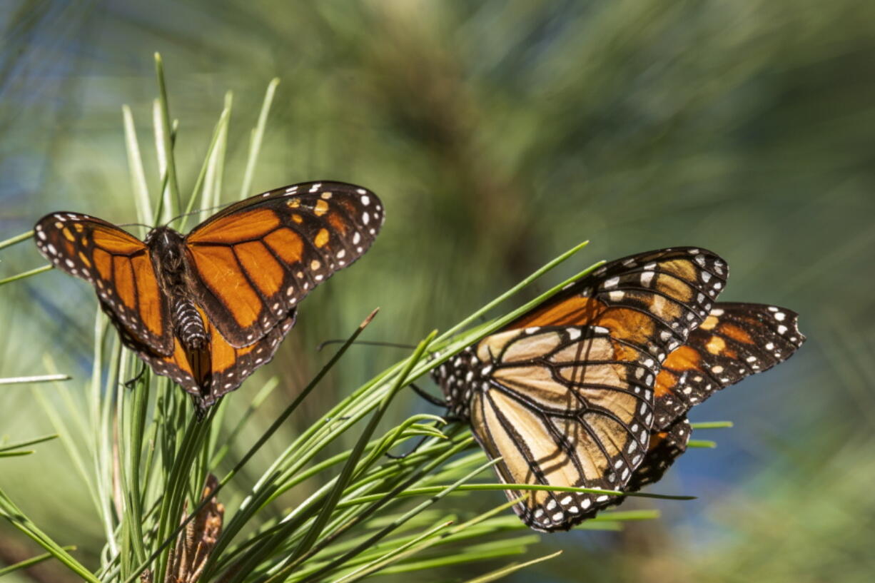 Butterflies land on branches Wednesday at Monarch Grove Sanctuary in Pacific Grove, Calif.