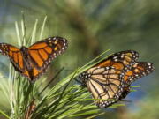 Butterflies land on branches Wednesday at Monarch Grove Sanctuary in Pacific Grove, Calif.