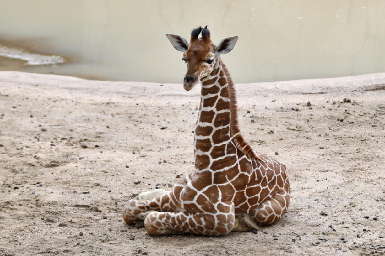 FILE - Three-week-old giraffe Kendi sits in the giraffe exhibit at the Dallas Zoo in Dallas, Tuesday, May 26, 2020. On Friday, Nov. 12, The Associated Press reported on stories circulating online incorrectly claiming three recent giraffe deaths at the Dallas Zoo may have been related to the COVID-19 vaccine.