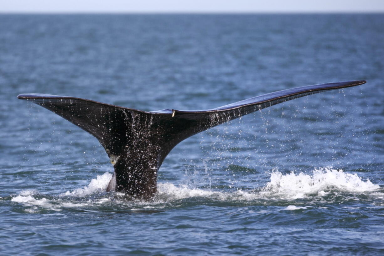 FILE - A North Atlantic right whale appears at the surface on March 28, 2018, off the coast of Plymouth, Mass. A federal court is allowing a team of environmental groups to continue with a lawsuit against the U.S. government that seeks to create stronger rules to protect rare whales from collisions with ships. Environmental groups want to protect North Atlantic right whales, which are vulnerable to ship strikes and entanglement in fishing gear.