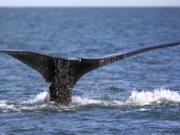 FILE - A North Atlantic right whale appears at the surface on March 28, 2018, off the coast of Plymouth, Mass. A federal court is allowing a team of environmental groups to continue with a lawsuit against the U.S. government that seeks to create stronger rules to protect rare whales from collisions with ships. Environmental groups want to protect North Atlantic right whales, which are vulnerable to ship strikes and entanglement in fishing gear.