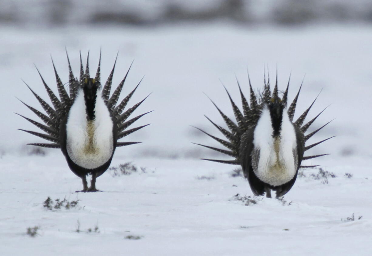 FILE - In this April 20, 2013 file photo, male Greater Sage Grouse perform their mating ritual on a lake near Walden, Colo.  The Biden administration is considering new measures to protect the ground-dwelling bird that was once found across much of the U.S. West. It has lost vast areas of habitat in recent decades due to oil and gas drilling, grazing, wildfires and other pressures.