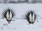 FILE - In this April 20, 2013 file photo, male Greater Sage Grouse perform their mating ritual on a lake near Walden, Colo.  The Biden administration is considering new measures to protect the ground-dwelling bird that was once found across much of the U.S. West. It has lost vast areas of habitat in recent decades due to oil and gas drilling, grazing, wildfires and other pressures.