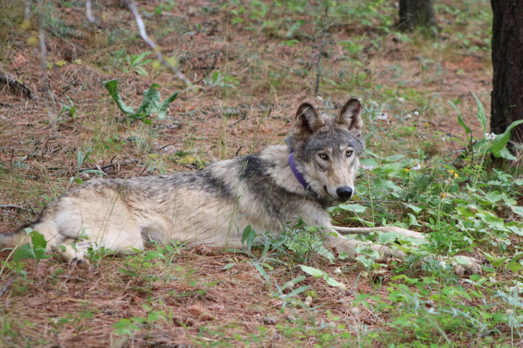 The gray wolf OR-93, shown near Yosemite National Park in February, traveled from Oregon to Southern California in search of territory and female mates. OR-93 was struck and killed this month in a vehicle accident near Interstate 5 in Lebec in Kern County.