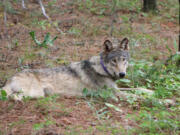 The gray wolf OR-93, shown near Yosemite National Park in February, traveled from Oregon to Southern California in search of territory and female mates. OR-93 was struck and killed this month in a vehicle accident near Interstate 5 in Lebec in Kern County.