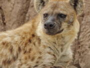 Kibo is one of two of the Denver Zoo's hyenas that has tested positive for the coronavirus.