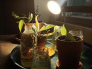 Starting houseplants from root cuttings is a good way to share plants with fellow gardeners.