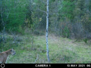 A May 13, 2021, trail camera photo captures a cougar in eastern Dickinson County, in Michigan's western Upper Peninsula.