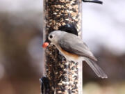 A titmouse dines at a feeder.