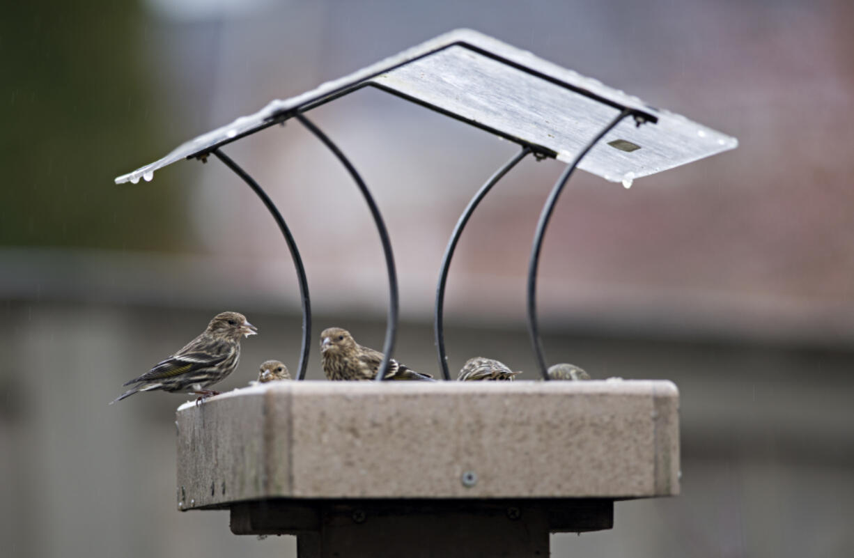 A handful of pine siskins feast on bird food in Ridgefield earlier this year.