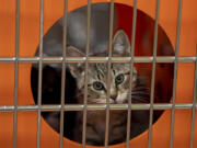 Adoptable kitten Hermione, 3 months, greets visitors at the Humane Society for Southwest Washington on Dec. 9. The organization is experiencing an abnormally long kitten season this year. Kitten season refers to when female cats are giving birth to litters and typically lasts from April to October. Factors contributing to this include longer days, warmer weather and increased access to food.