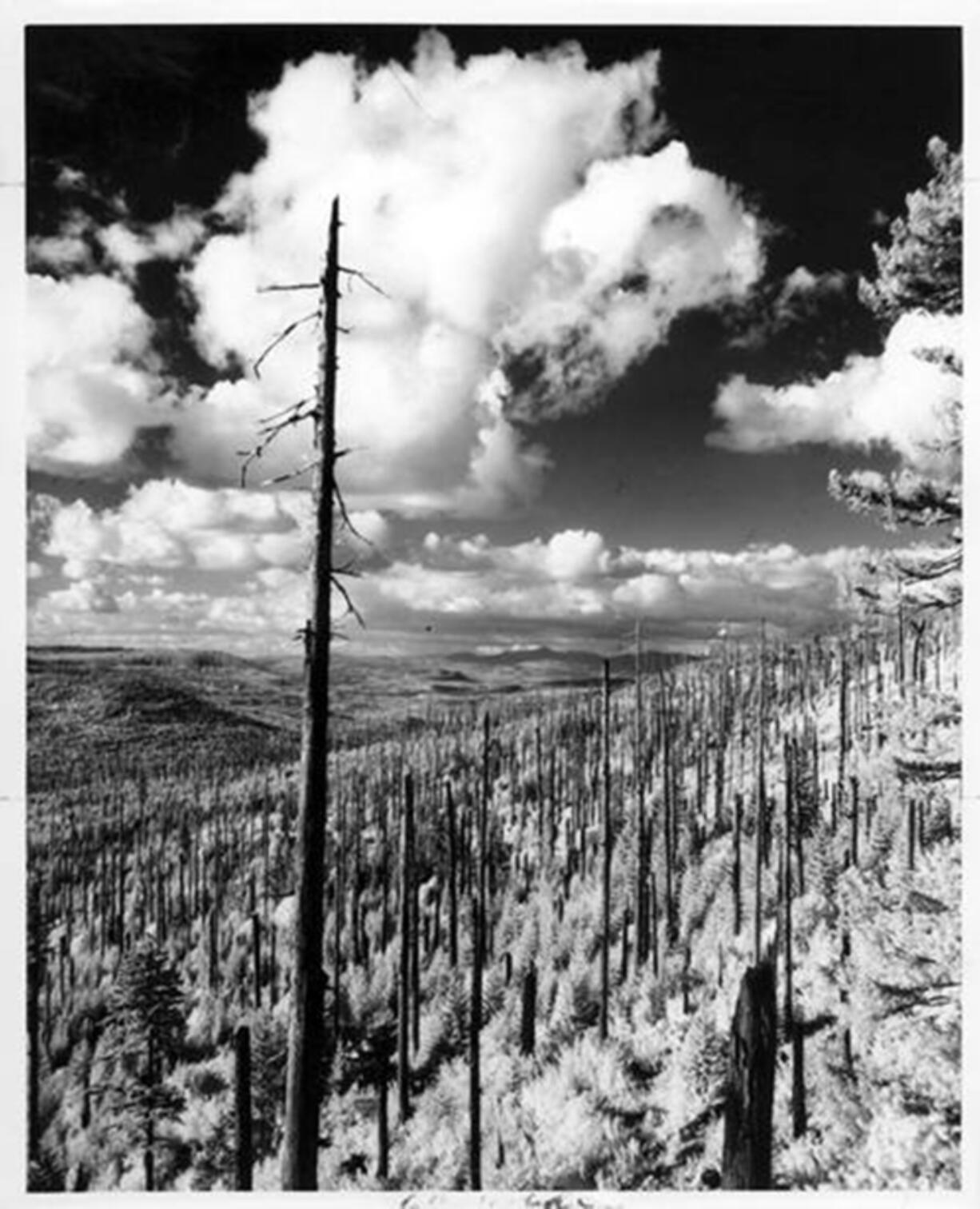 Taken 75 years after the Yacolt fire, this photo shows the desolation still left behind. For 112 years, it remained Washington's largest fire until Okanogan burned in 2014. The fire spared Yacolt, which bears its name, but blistered the paint on the village's buildings.