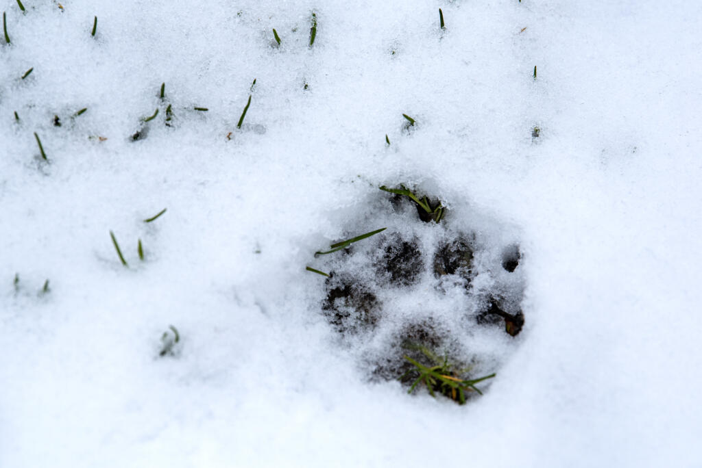 A fresh paw print is seen in the snow near Frenchman’s Bar Regional Park on Tuesday morning, Dec. 28, 2021.