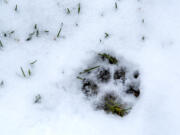 A fresh paw print is seen in the snow near Frenchman’s Bar Regional Park on Tuesday morning, Dec. 28, 2021.