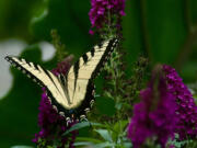 Miss Molly is noninvasive and can be planted in Oregon and Washington. It is a favorite of the Eastern Tiger swallowtail butterflies.