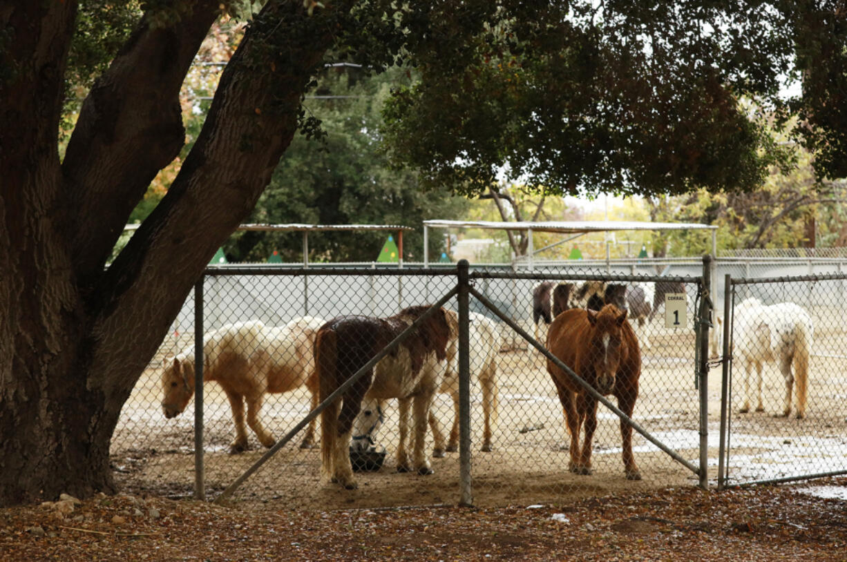 The city of Los Angeles is considering hiring an equestrian expert to assess the well-being of the horses used at the Griffith Park Pony Rides.