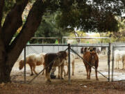 The city of Los Angeles is considering hiring an equestrian expert to assess the well-being of the horses used at the Griffith Park Pony Rides.