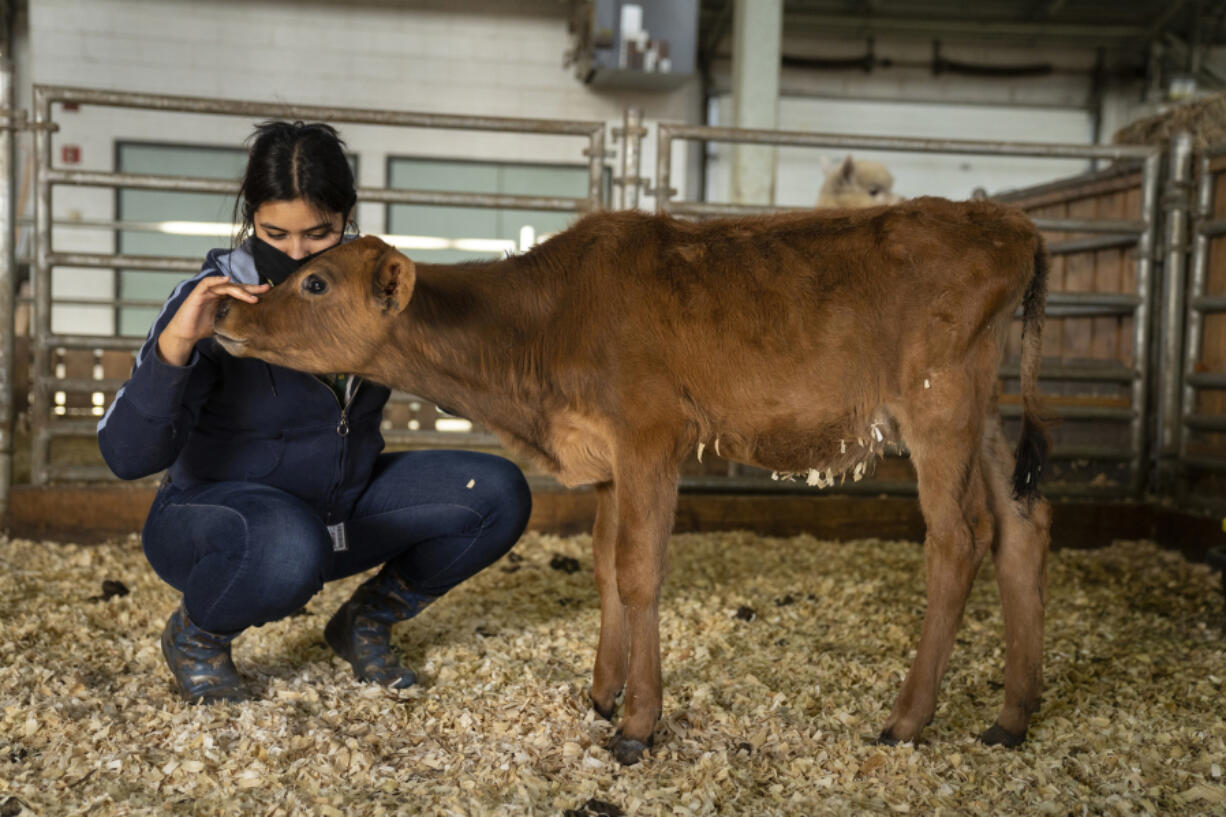 Chicago High School for Agricultural Sciences junior Karime Beltran spends time with a calf named Biscuit in the school's barn on Dec. 2. (E.