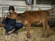 Chicago High School for Agricultural Sciences junior Karime Beltran spends time with a calf named Biscuit in the school's barn on Dec. 2. (E.