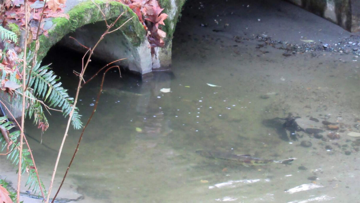 Salmon swim below a culvert in Seattle's Carkeek Park.