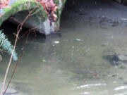 Salmon swim below a culvert in Seattle's Carkeek Park.