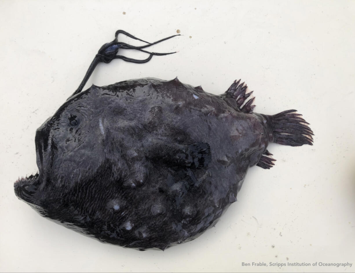 A Pacific footballfish that was found on the shores of Encinitas last week is just the 31st collected specimen known to exist in the world. Three have been found in California this year alone.