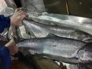 A brace of Chinook is collected at the Merwin Dam trap to be trucked above Swift Reservoir to spawn. Fish passage would allow more fish to access the upper Lewis River.