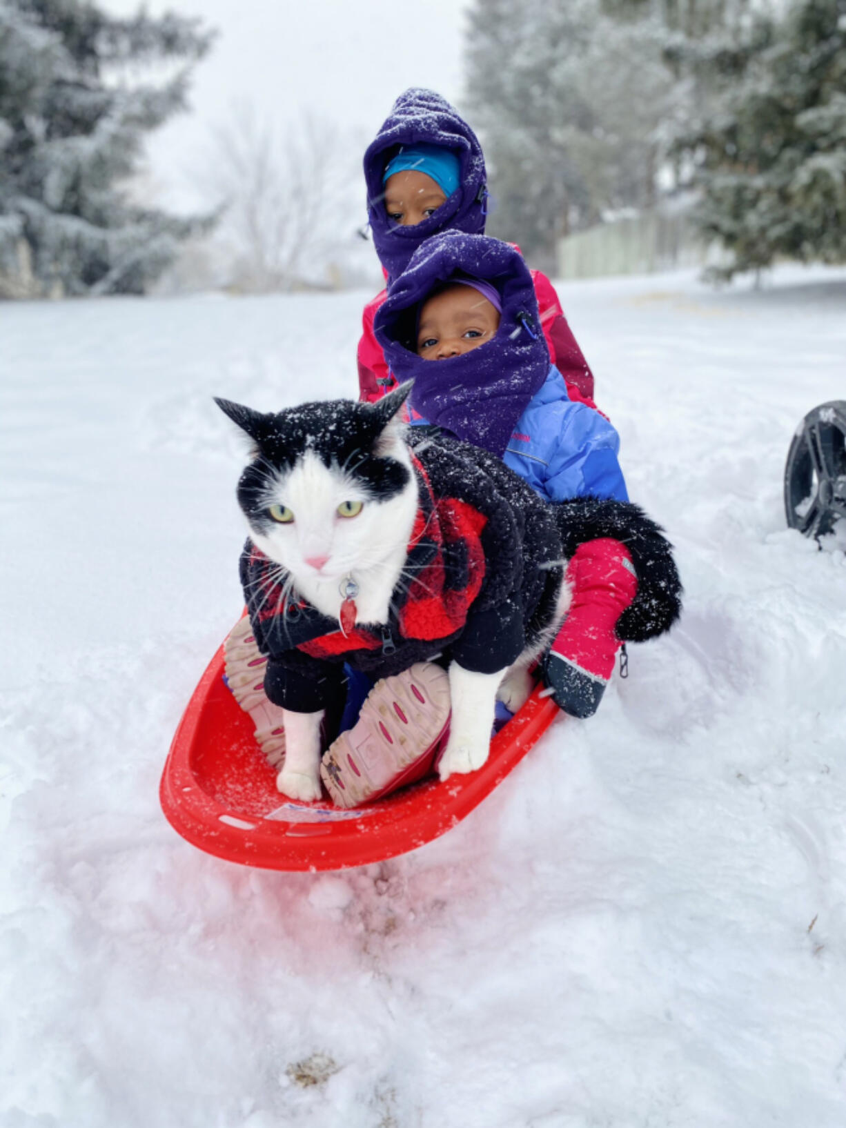 Pluto the cat has joined the family for activities such as sledding, hiking and kayaking.