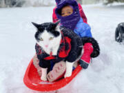 Pluto the cat has joined the family for activities such as sledding, hiking and kayaking.