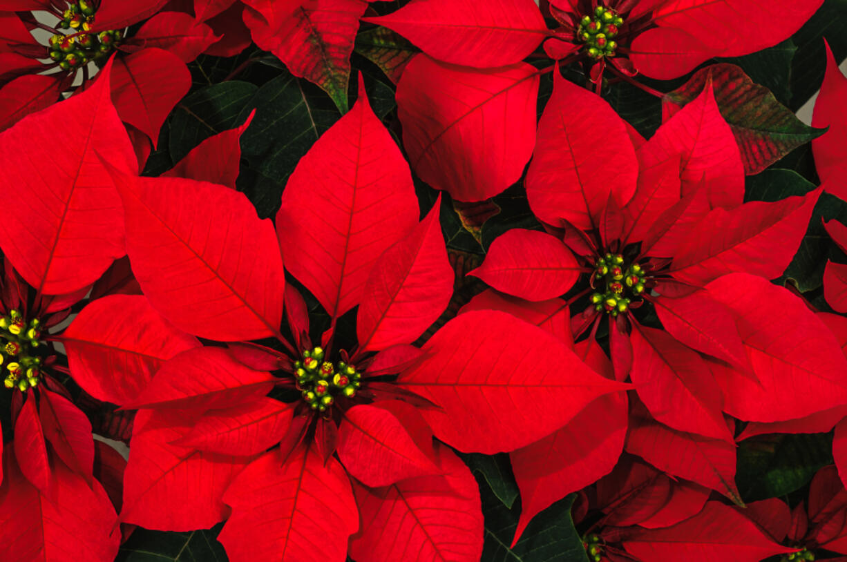 Both poinsettias and Christmas cacti have their origins in the tropical mountains of Central and South America, meaning neither plant is adapted to arid conditions.