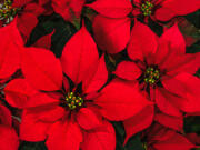 Both poinsettias and Christmas cacti have their origins in the tropical mountains of Central and South America, meaning neither plant is adapted to arid conditions.