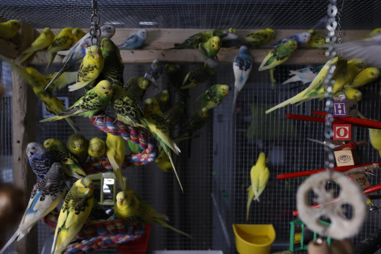 Jojo's Flying Friends, a bird store in Washington Township, Mich.,  has taken in 210 of the more than 800 parakeets rescued last week. Anne Jewett, co-owner of the store, said the birds will be available for adoption starting Jan. 23.