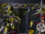 Jojo's Flying Friends, a bird store in Washington Township, Mich.,  has taken in 210 of the more than 800 parakeets rescued last week. Anne Jewett, co-owner of the store, said the birds will be available for adoption starting Jan. 23.