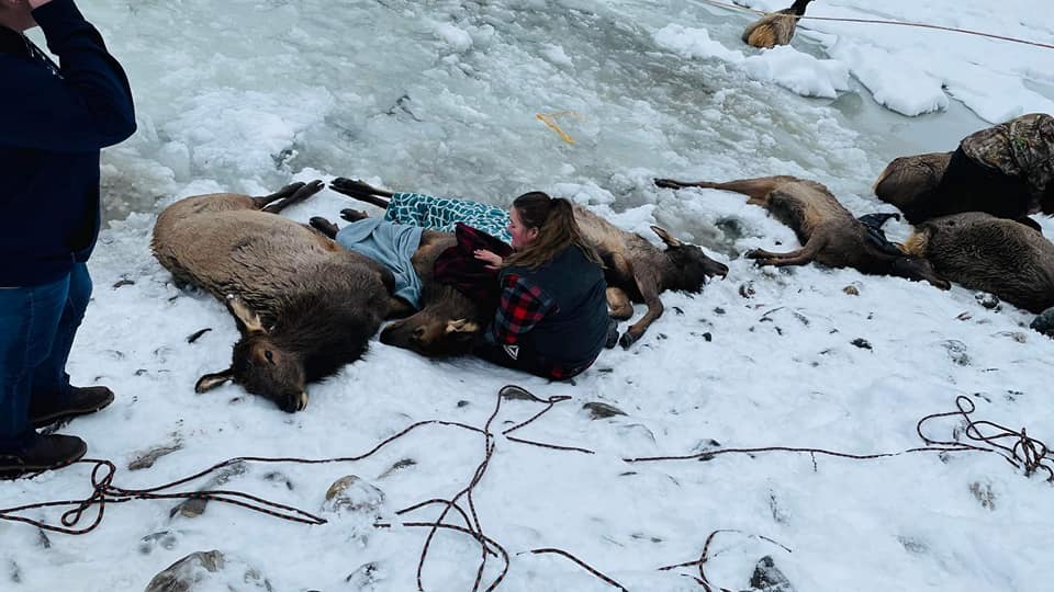 More than two dozen people on Christmas Eve helped rescue six elk that were trapped in the ice on the Kettle River near Barstow.